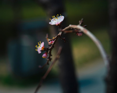 櫻桃花