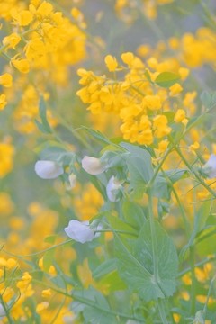 春天盛開的金色油菜花