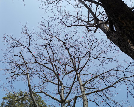 紅棉樹實(shí)拍