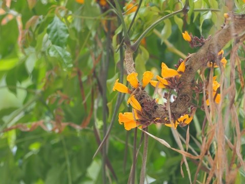 火燒花