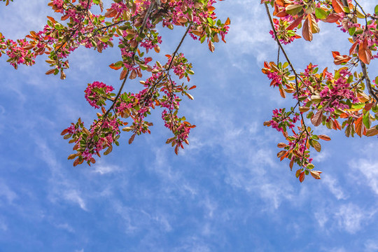 紅色鮮花邊框