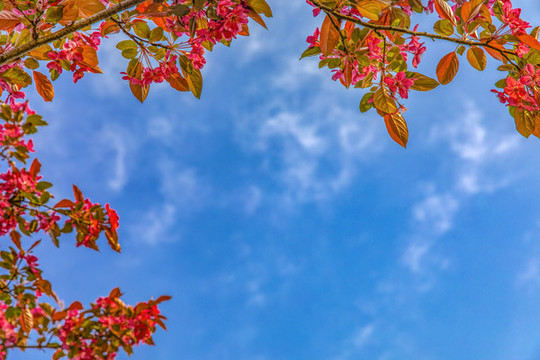 紅色鮮花邊框