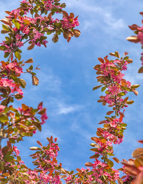 紅色鮮花邊框