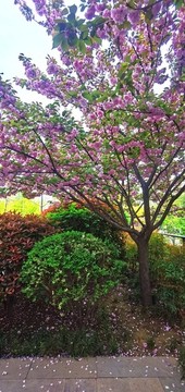 春天櫻花