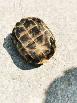 龜殼