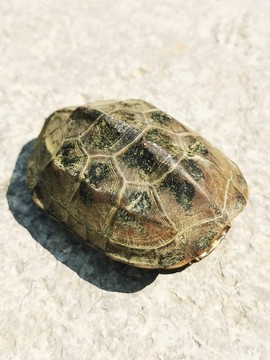 龜殼