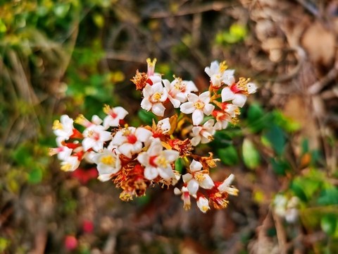 花