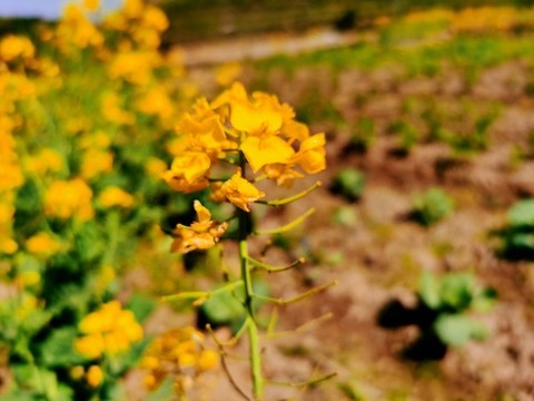 油菜花