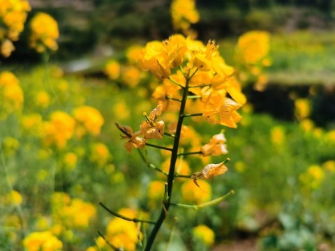 油菜花