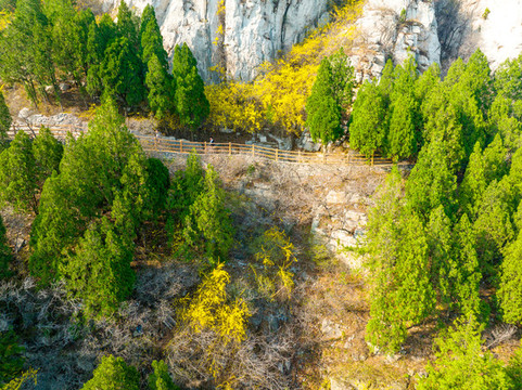 航拍濟(jì)南佛慧山連翹花開