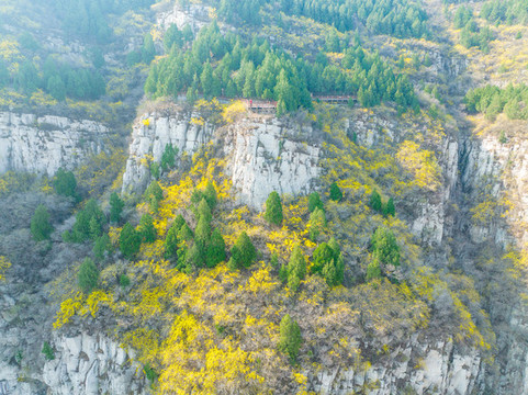 航拍濟(jì)南佛慧山連翹花開