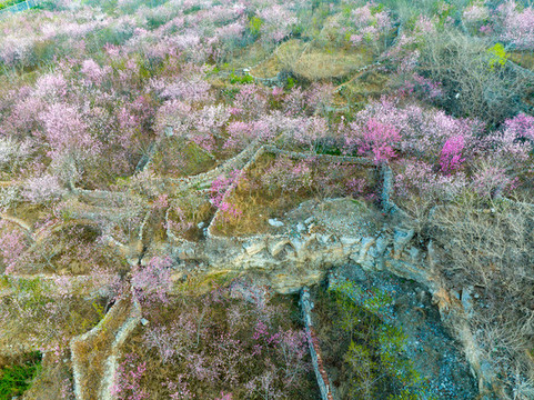 濟南佛慧山下桃花盛開