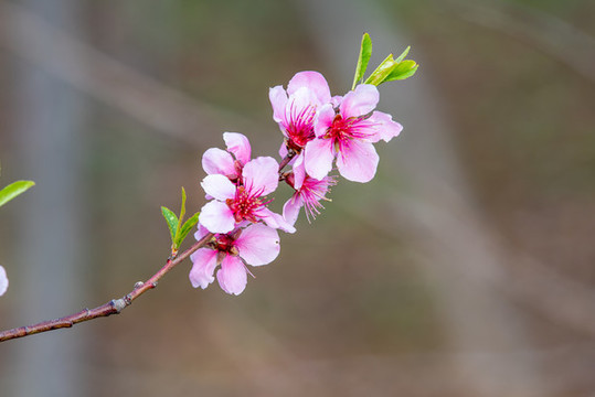 濟(jì)南佛慧山下桃花盛開(kāi)