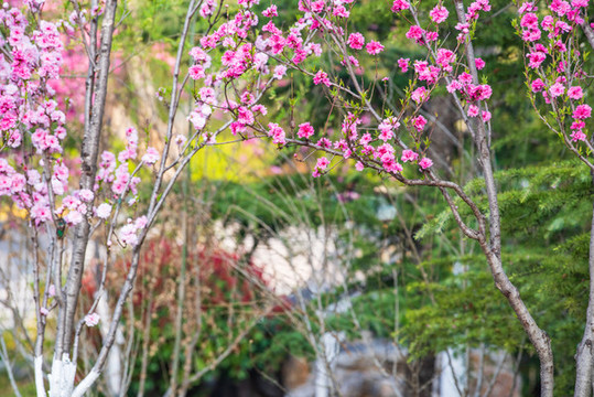 桃花