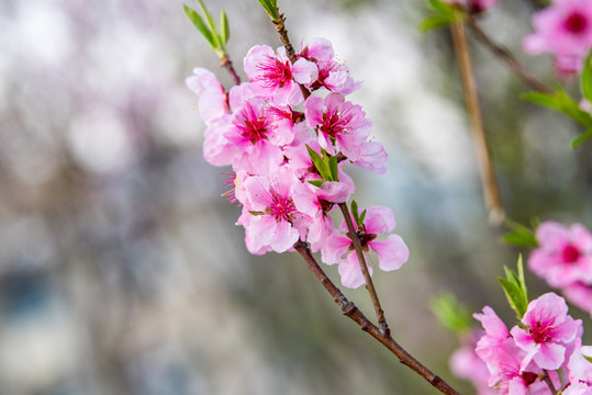 桃花