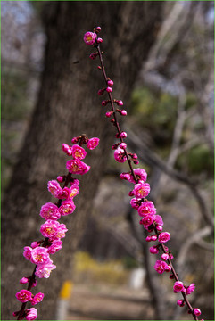 桃花開