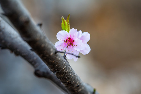 桃花