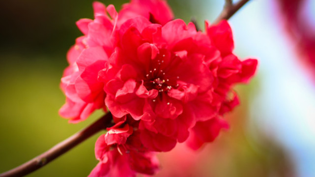 梅花
