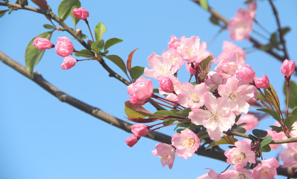 櫻花