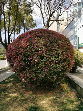 紅花繼木球形植物