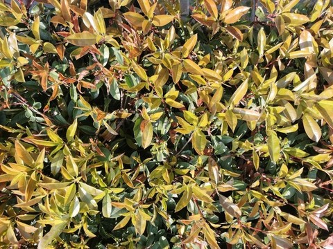 紅葉石楠小灌木貼圖