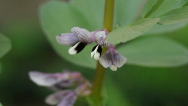 蠶豆花
