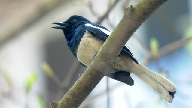 鵲鴝