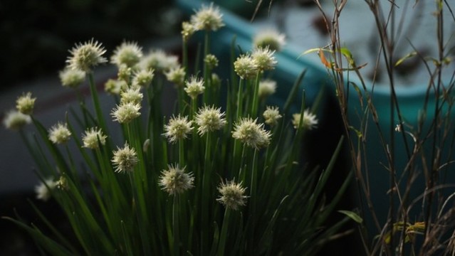 蔥花
