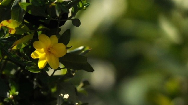 迎春花