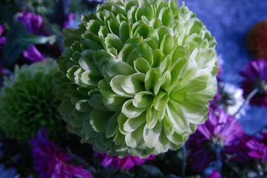 菊花