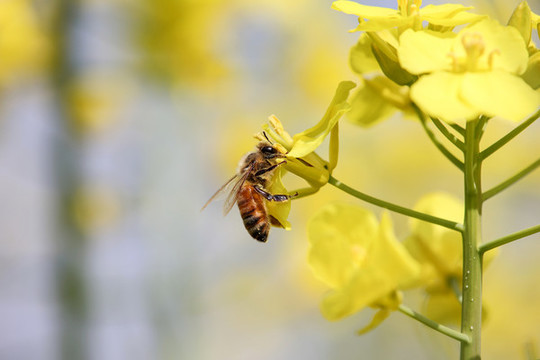 蜂戀花