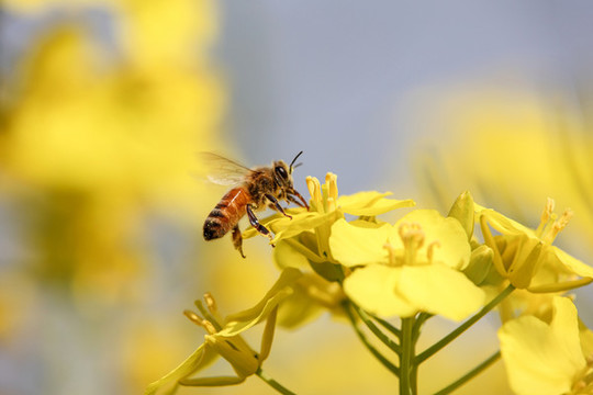 蜂戀花
