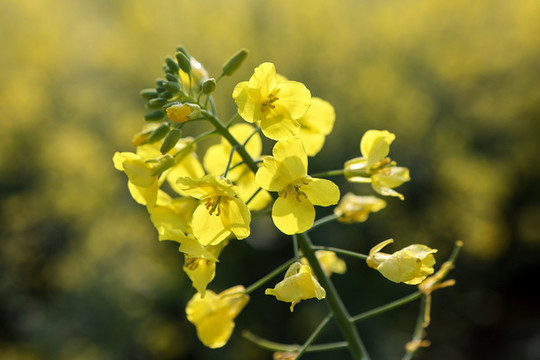 油菜花