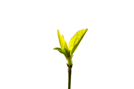發(fā)芽