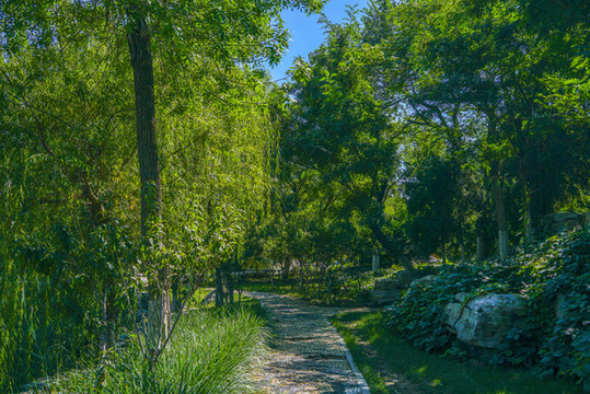 森林樹林小路林間小路園林景觀