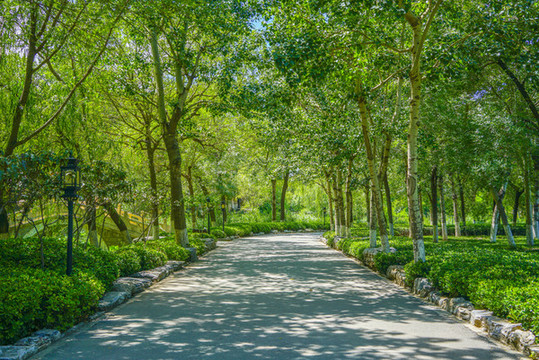森林樹(shù)林小路林間小路園林景觀