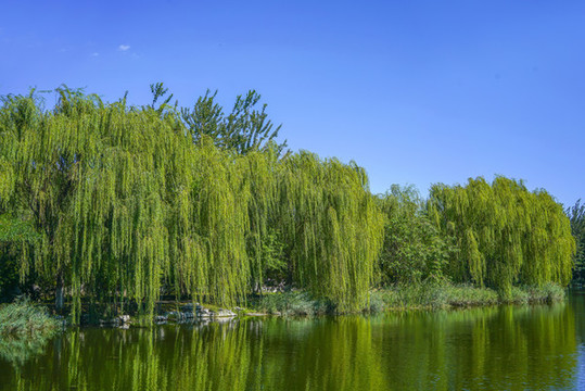 天津河岸風(fēng)光河道景觀
