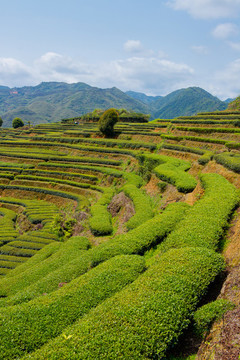 生態(tài)茶園