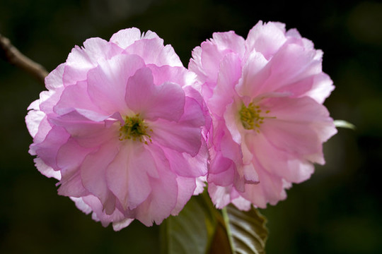 櫻花
