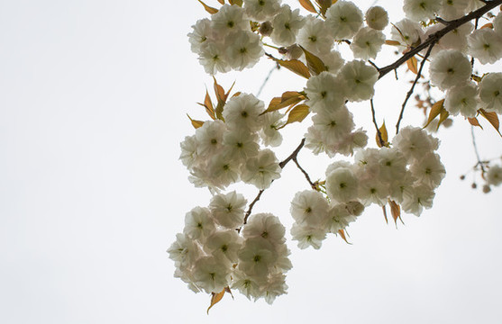 櫻花