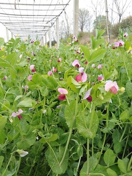 小豌花開(kāi)
