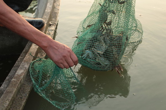 陽澄湖大閘蟹捕撈