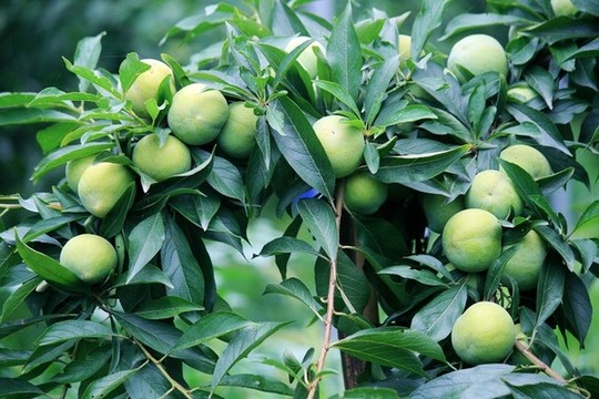 李子樹