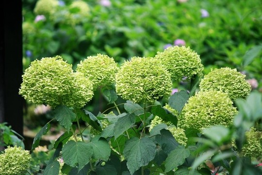 冠蓋繡球