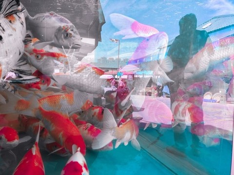 觀賞金魚