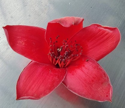木棉花