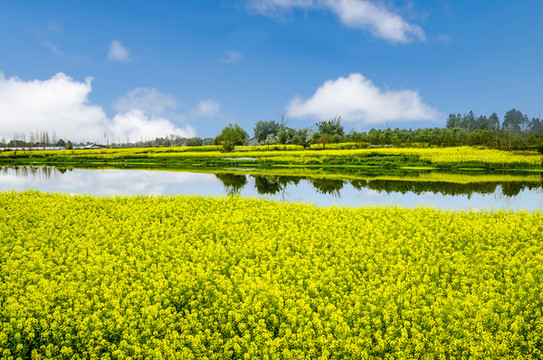 油菜花海