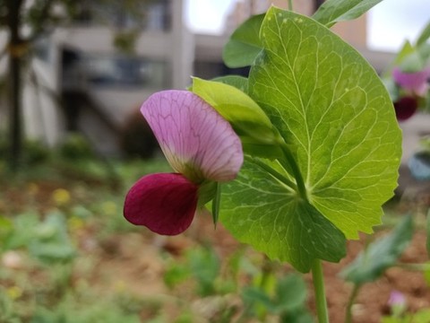 豌豆花