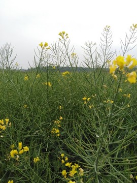 油菜角