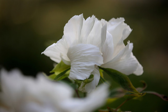 牡丹花